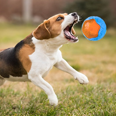 jouets pour chien balle fetch extérieur beagle course bleu orange