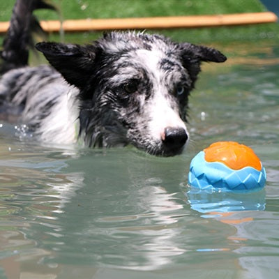 jouets pour chien balle flottante piscine border collie bleu orange