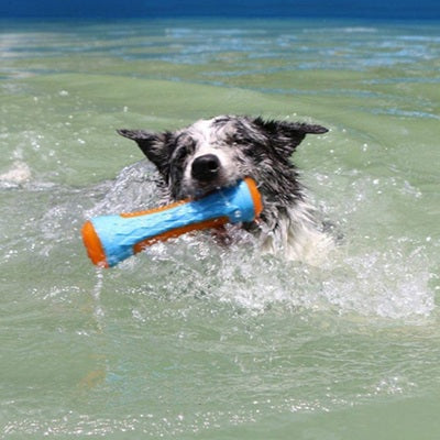 jouets pour chien os flottant TPR border collie nage mer