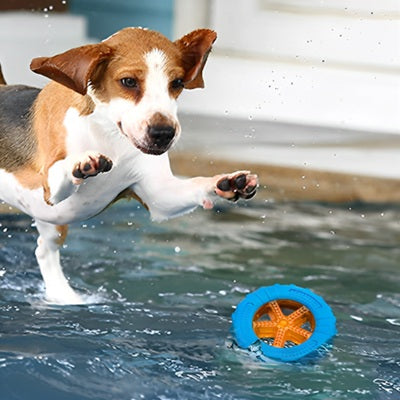 jouets pour chien pneu flottant piscine jack russell jeu d’eau