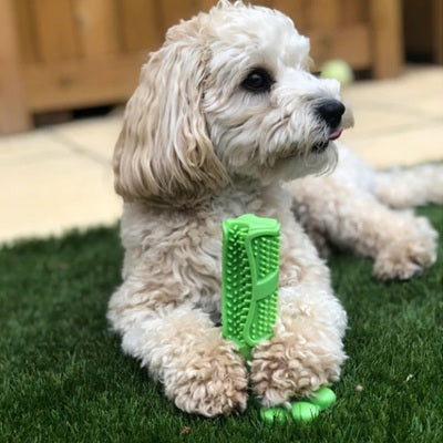 jouets pour chiens brosse dents verte bichon maltais gazon détente