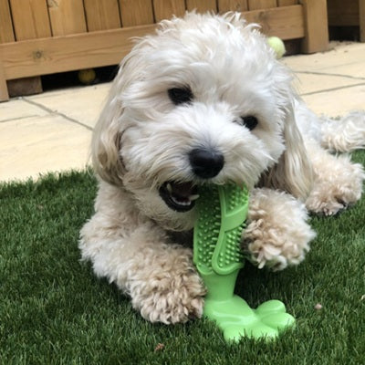 jouets pour chiens brosse dents verte bichon maltais mordillage gazon