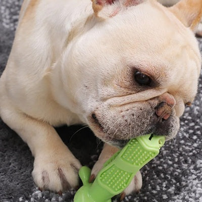 jouets pour chiens brosse dents verte bouledogue français gros plan moquette