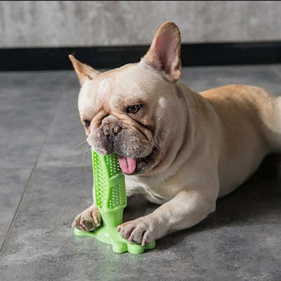 jouets pour chiens brosse dents verte bouledogue français sol carrelage