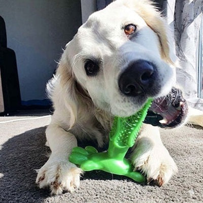 jouets pour chiens brosse dents verte golden retriever gros plan moquette