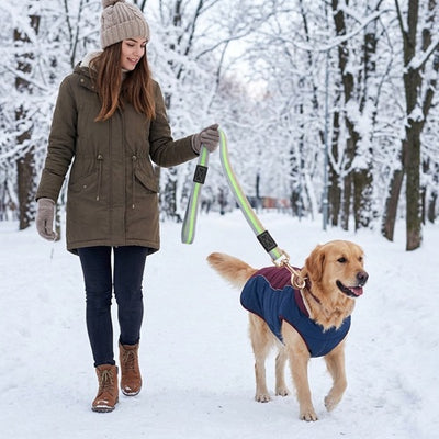 La laisse du chien réfléchissante hiver neige golden retriever femme