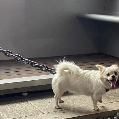 laisse chien chaine pratique chihuahua blanc promenade-resistant-securite