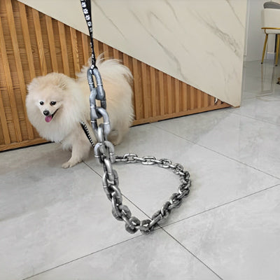 laisse chien chaine resitante spitz blanc interieur moderne confort securite