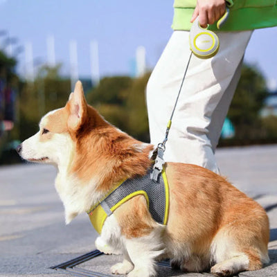 laisse enrouleur corgi harnais reflechissant jaune promenade urbaine securite
