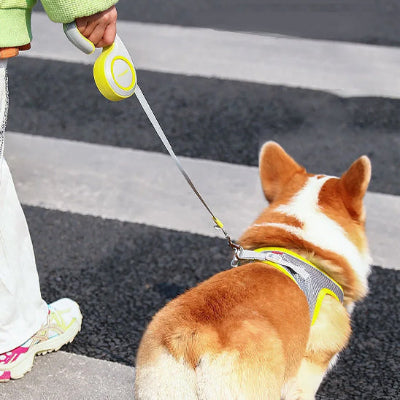 laisse enrouleur corgi passage pieton harnais jaune securite