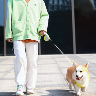 laisse enrouleur corgi promenade ville longue distance jaune confort