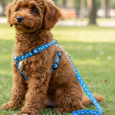 laisse pour chien bleu caniche harnais assorti parc petit chien mignon.