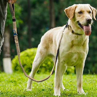 laisse pour chien elastique amortisseur labrador beige jardin confort