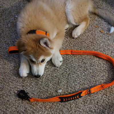 laisse pour chien orange elastique husky roux collier assorti