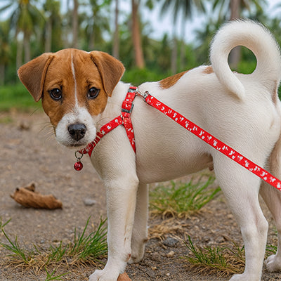 laisse pour chien rouge jack russell exterieur palmiers confort securite