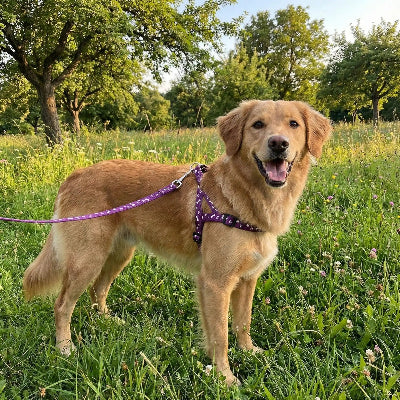 laisse pour chien violet golden retriever harnais assorti nature prairie ete