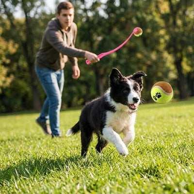 Lanceur de balle pour chiens border collie jeu extérieur