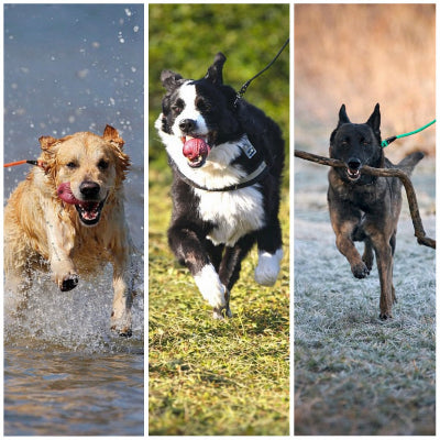 longe chien activites eau course jeu golden bouvier malinois exterieur