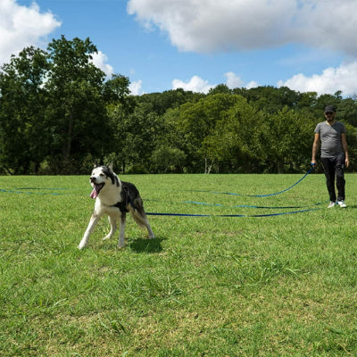 longe chien border collie liberte parc-exterieur jeu nature
