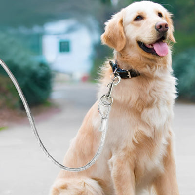 longe chien cable acier mousqueton golden retriever promenade exterieur securite