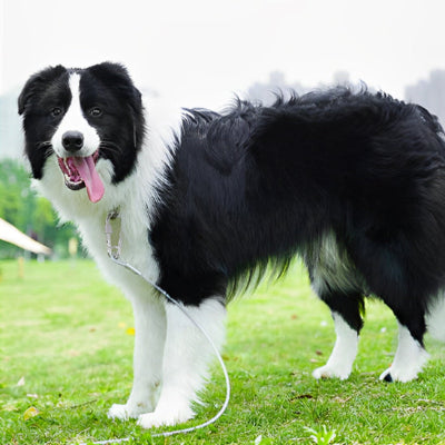 longe chien cable blanc border collie promenade jardin exterieur securite