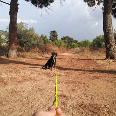 longe chien jaune rappel chien noir foret entrainement exterieur