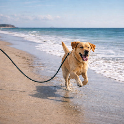 longe chien plage golden retriever mer course jeu vacances ete heureux
