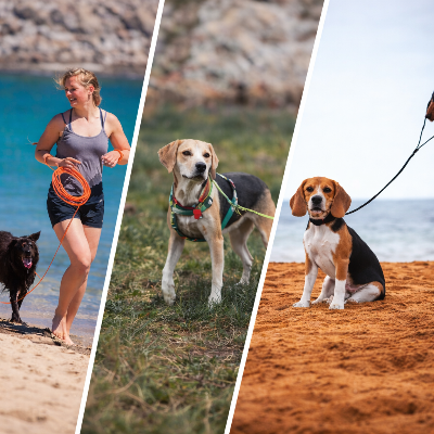 longe chien plage nature beagle jogging orange noir exterieur aventure