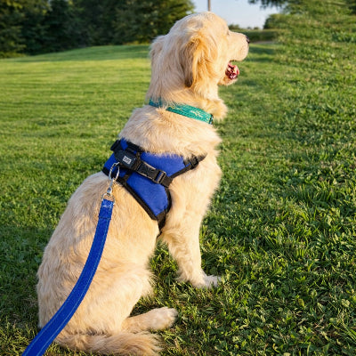 longe pour chien entrainement rappel robuste impermeable bleu exterieur golden retriever