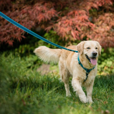 longe pour chien jardin golden retriever harnais automne jeu actif bonheur pelouse