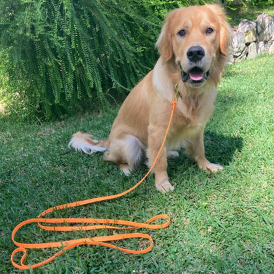 longe pour chien jardin golden retriever orange multi longueur