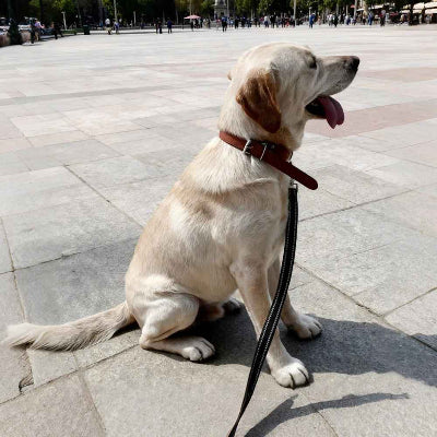 longe-pour-chien-noir-labrador-beige-place-urbaine-ville-promenade-ete