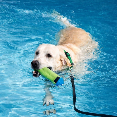 longe pour chien piscine natation labrador blanc jouet eau impermeable ete