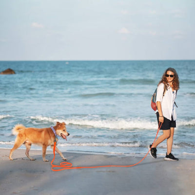 longe pour chien plage promenade liberte orange shiba