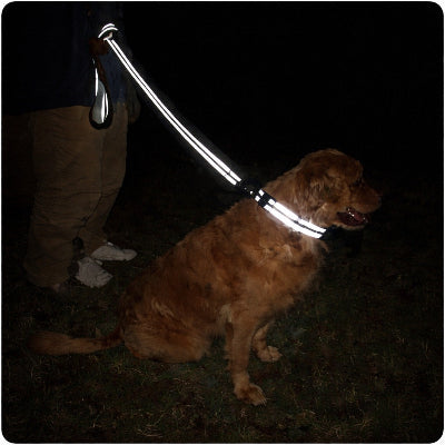 longe pour chien reflechissante nuit securite golden retriever promenade nocturne