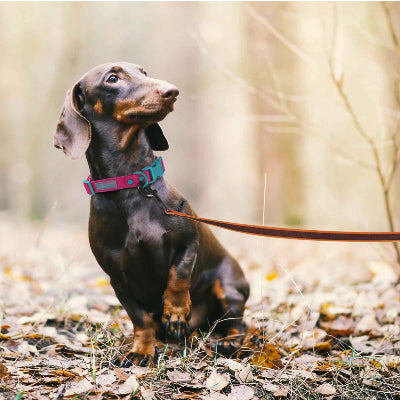 longe pour chien teckel collier automne education obeissance attention feuilles elegant