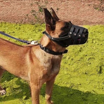 malinois muselière cuir noir vue profil jardin mur briques
