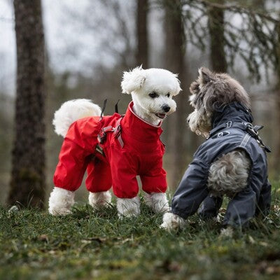 manteau chien action rouge gris foret duo impermeable harnais exterieur protection
