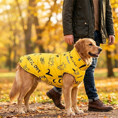 manteau chien jaune golden retriever automne wild bear parc lifestyle