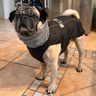 manteau chien pluie carlin noir imperméable intérieur vue profil debout
