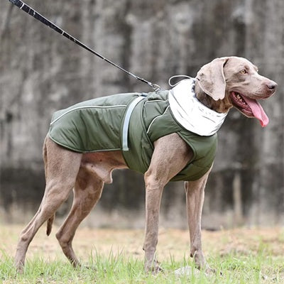 manteau chien pluie grand chien vert profil laisse herbe immobile