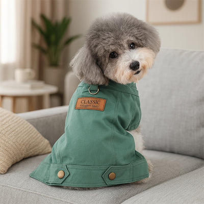 manteau chien vert bichon gris blanc classic interieur canape premium