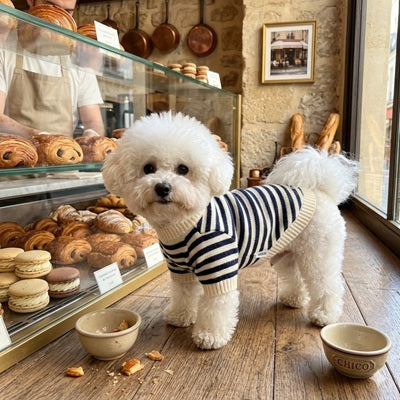 Manteau en laine pour chien à tricoter bichon boulangerie parisienne