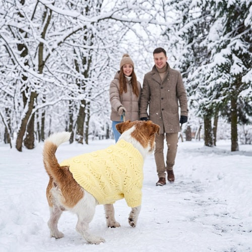 Manteau laine chien pull tricot jaune Jack Russell neige hiver couple