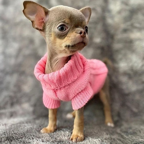 Manteau laine pour chien rose chihuahua petit chien
