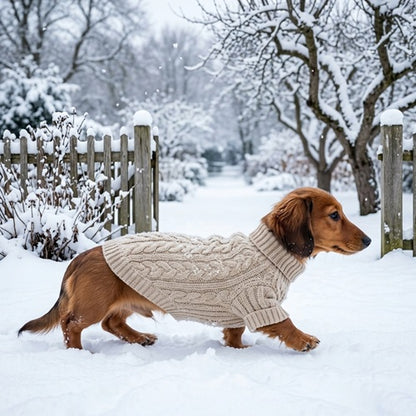 manteau laine pour chien teckel beige torsadé promenade neige