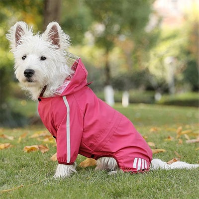 manteau pluie chien westie rose fuchsia capuche parc pelouse automne