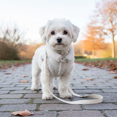 manteaux petits chiens blanc automne ville promenade mignon confortable qualite