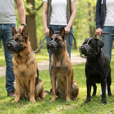 Muselière cage chien Berger allemand Malinois et Labrador au parc