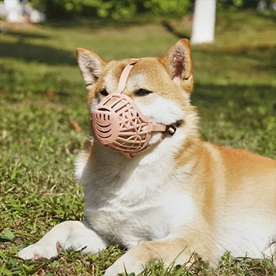 muselière cage plastique beige extérieur confortable respirante Shiba Inu sécurisée ajustable
